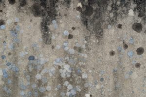 A moldy concrete wall